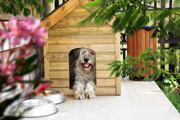 Exactly where Are The Most Useful Dog Boarding Residences? Get Suggestions On this page
