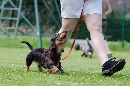 The Benefits of Training Your Therapy Dog