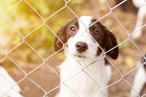 The Benefits of Investing in an Invisible Fence for Your Dog