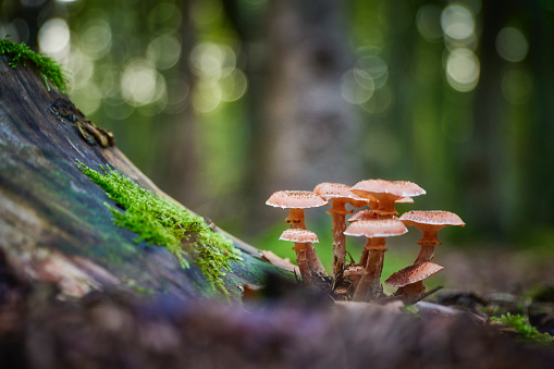 Buy Specialty Magic Mushroom Chocolate Bars for a One-of-a-Kind Snack