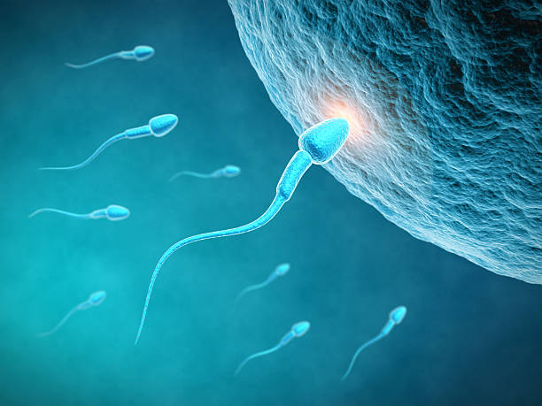 The Link Between Obesity and Low Sperm Counts