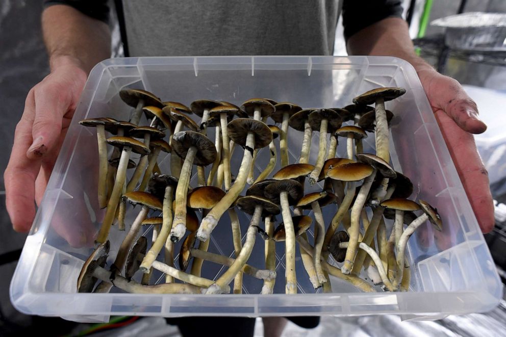 Things to know about secret mushrooms