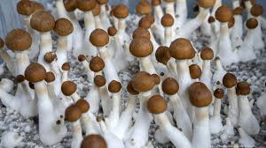 Acquiring buy shroom on the web is a convenient and secure method to obtain good quality merchandise