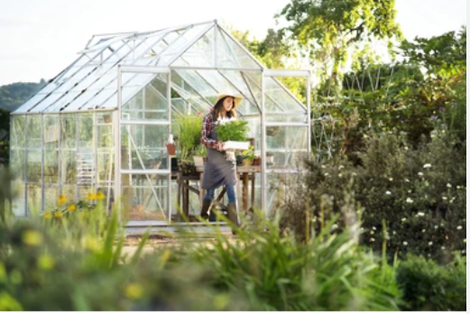 The Top 4 Challenging Crops To Grow In A Greenhouse