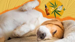 Understanding How best CBD Can Help Dogs