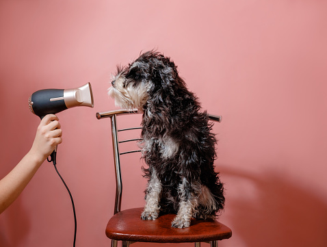 The dog blow dryers are especially ideal for dogs with a lot of fur