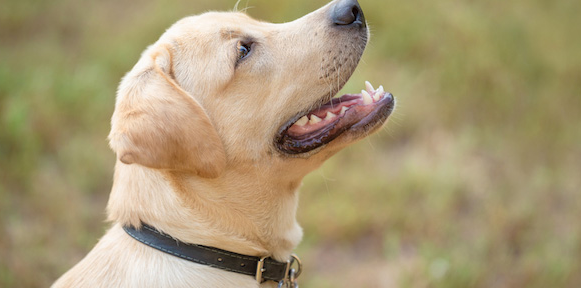 Introducing the Stylish and Intelligent Halo Dog Collar