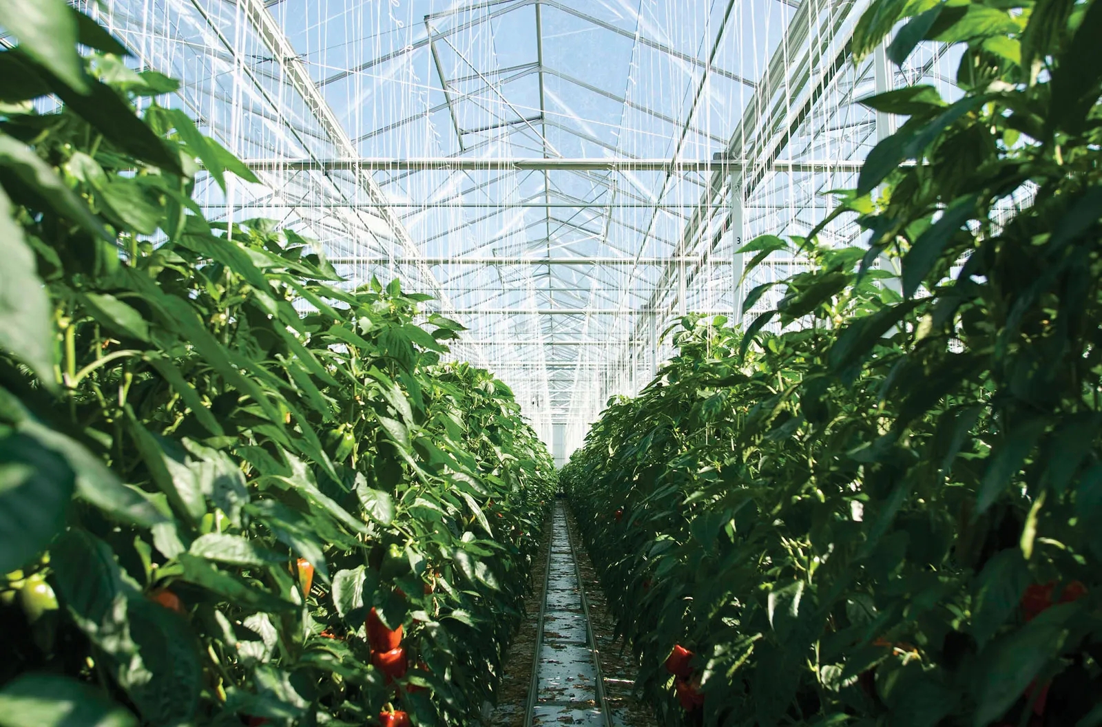 Greenhouse Store shopping: Methods for Choosing The Best Greenhouse Shop