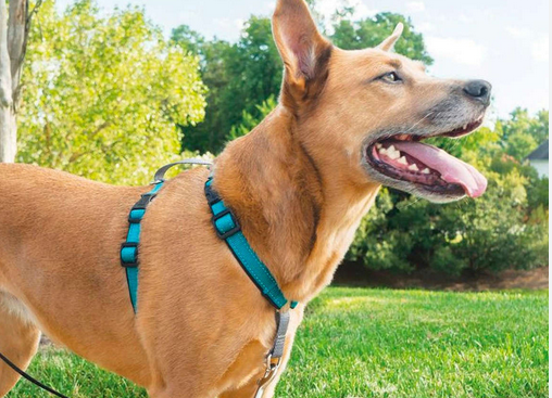 How to Properly In shape and Change a No Pull Dog Harness