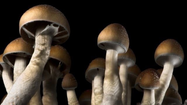 Learning the perils of using a magic mushroom