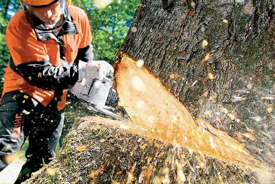 How to Safely Remove Trees from Power Lines