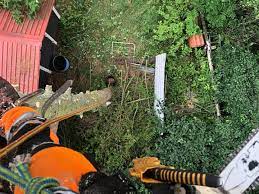 Halmstad Tree Felling: Experience the Difference with Skilled Arborists