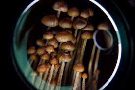 Shrooms and Mental Health: The Therapeutic Potential of Psilocybin