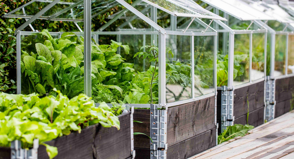 From Seed to Sanctuary: The Greenhouse Lifestyle