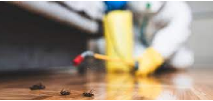 Comprehensive Pest Control Services: The Answer