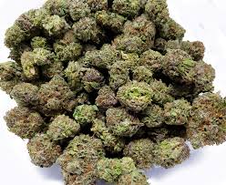 Top Strains Now Available Through Our Mail Order Marijuana Service