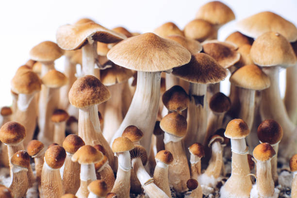 A Journey Beyond Reality: Your Guide to Purchasing Magic Mushrooms
