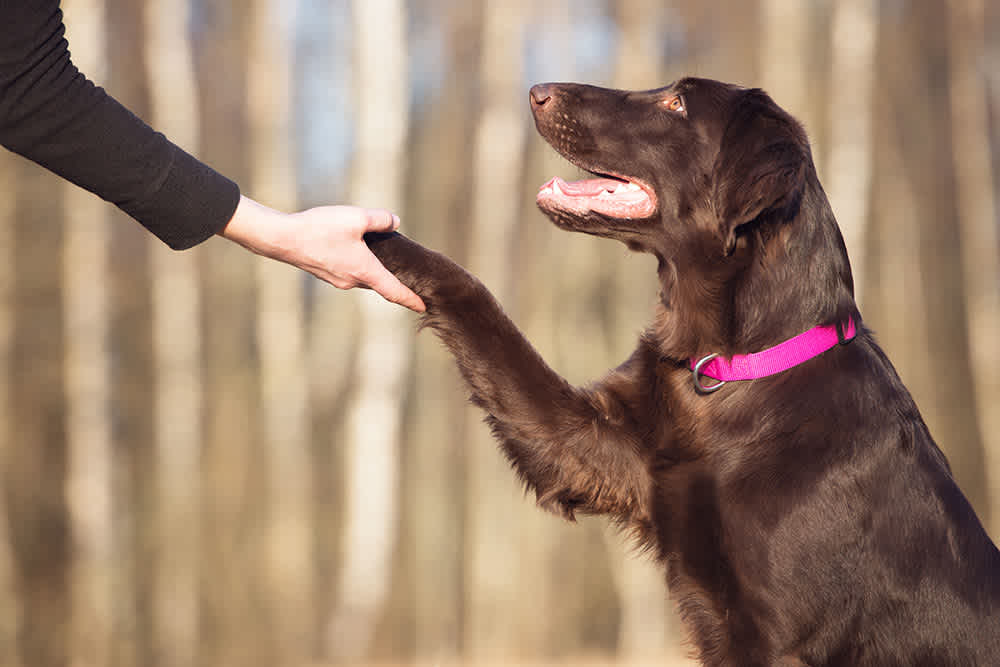 Online Dog Training 101: Navigating the World of Virtual Canine Education